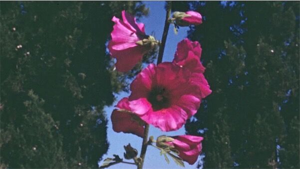 Visuel de The Flowers Stand Silently, Witnessing