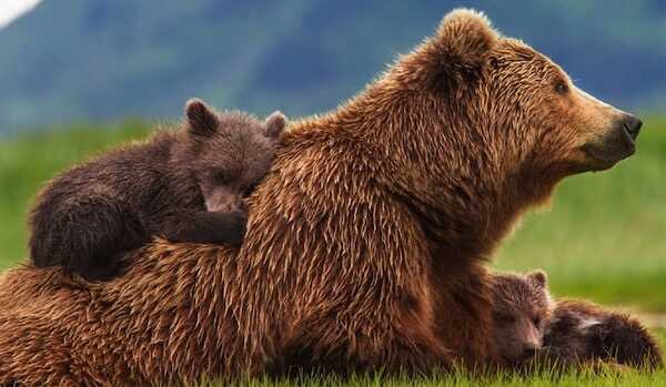 Visuel de Grizzly