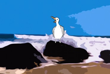 Seagull's Roar